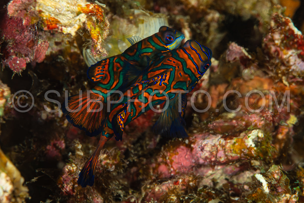 Photo de poisson mandarin sortant de sa cachette au crépuscule pour frayer