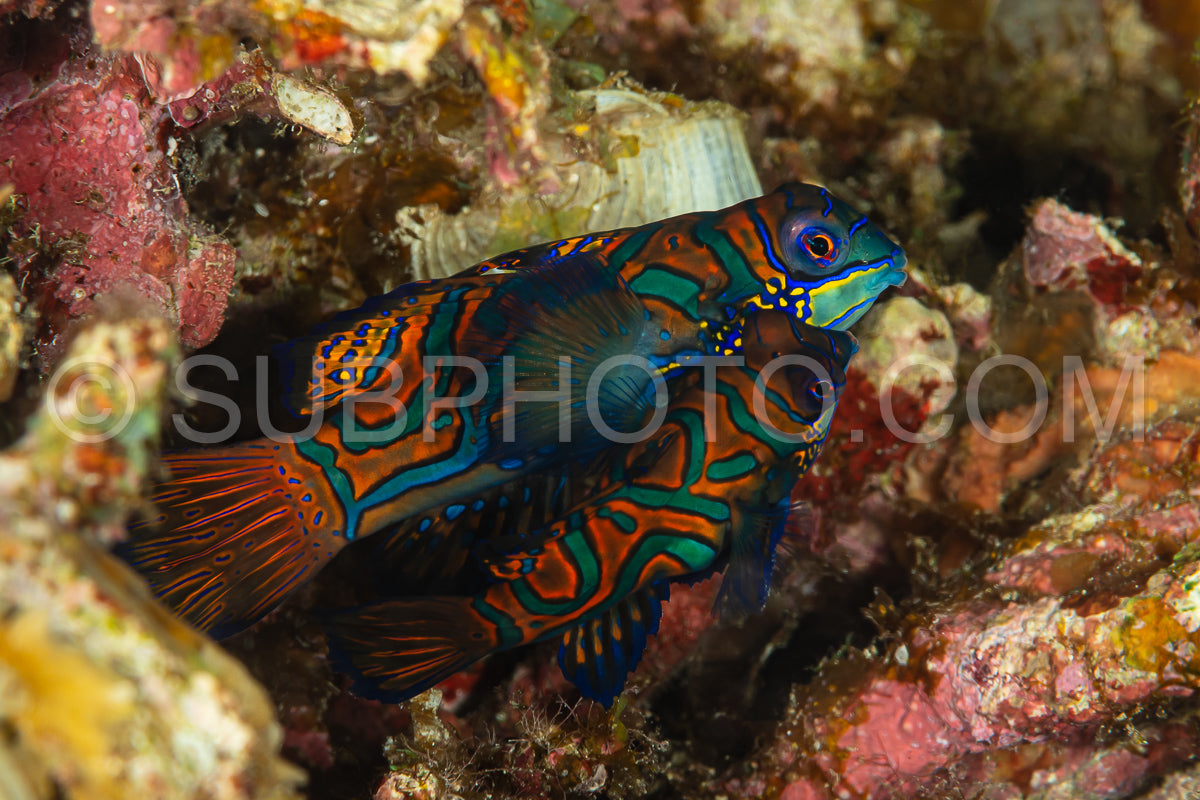 Photo de poisson mandarin sortant de sa cachette au crépuscule pour frayer