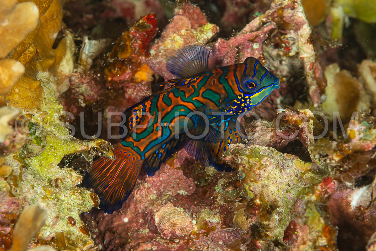 Photo de poisson mandarin sortant de sa cachette au crépuscule pour frayer