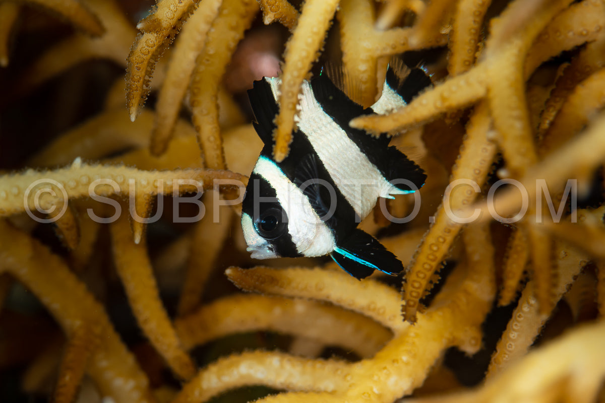 Photo de poisson-demoiselle dascyllus à queue noire poisson-demoiselle