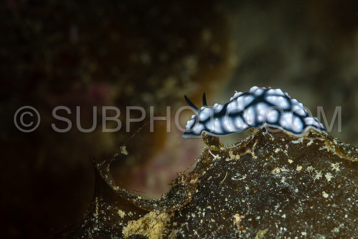 Photo de limace de mer nudibranche phyllideilla annelée