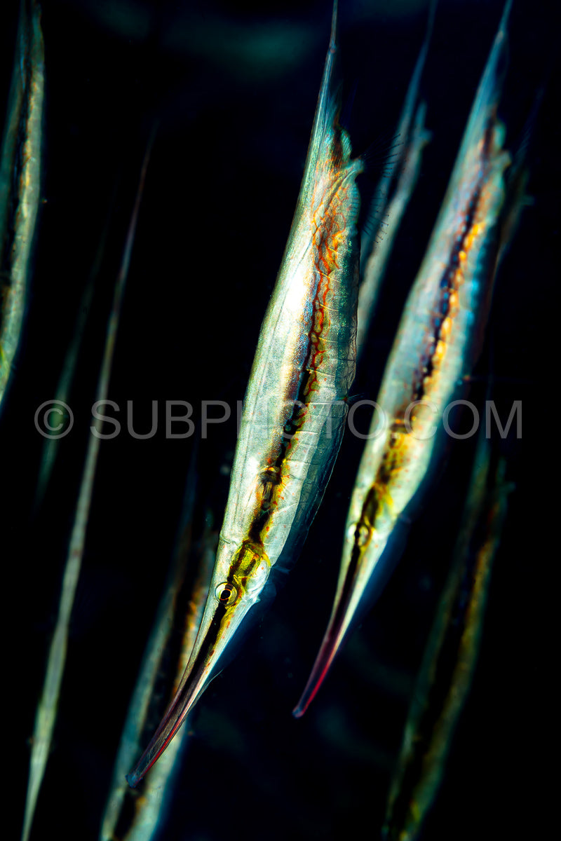 Photo de banc de crevettes à charnière poisson