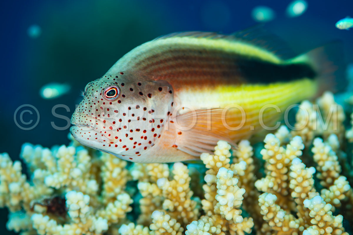 freckled hawkfish fish on coral