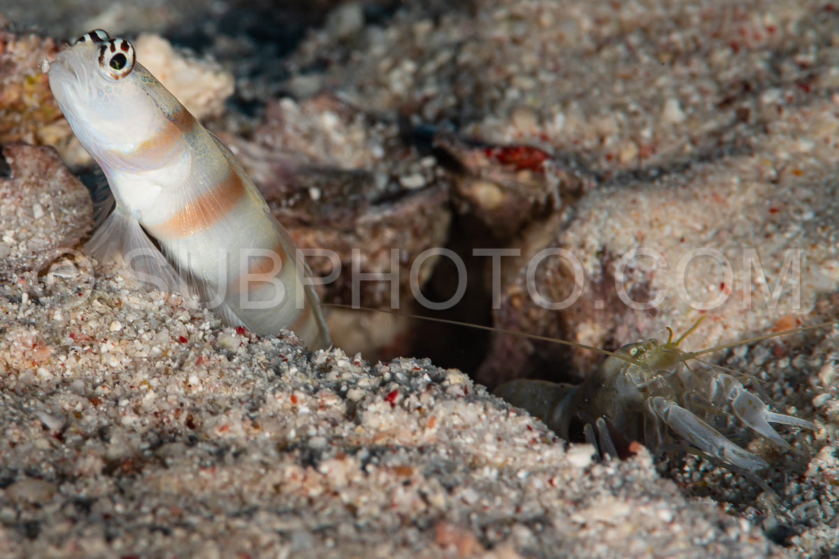 Photo de crevette ogasawara poisson gobie avec crevette commensale