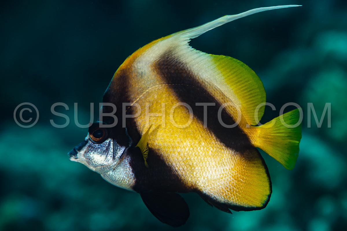 yellow black longfin bannerfish fish
