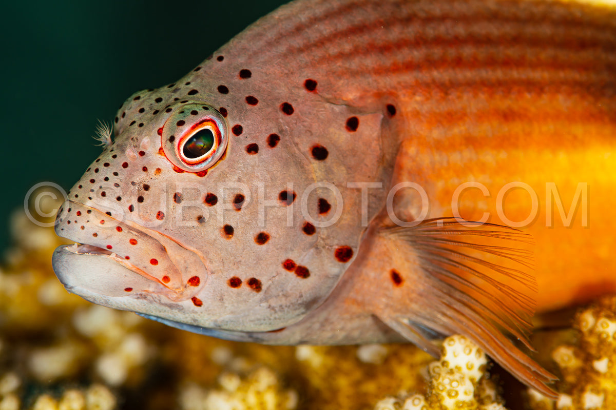 Photo de poisson épervier tacheté sur corail