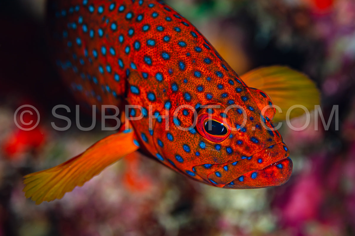 head closeup of coral grouper