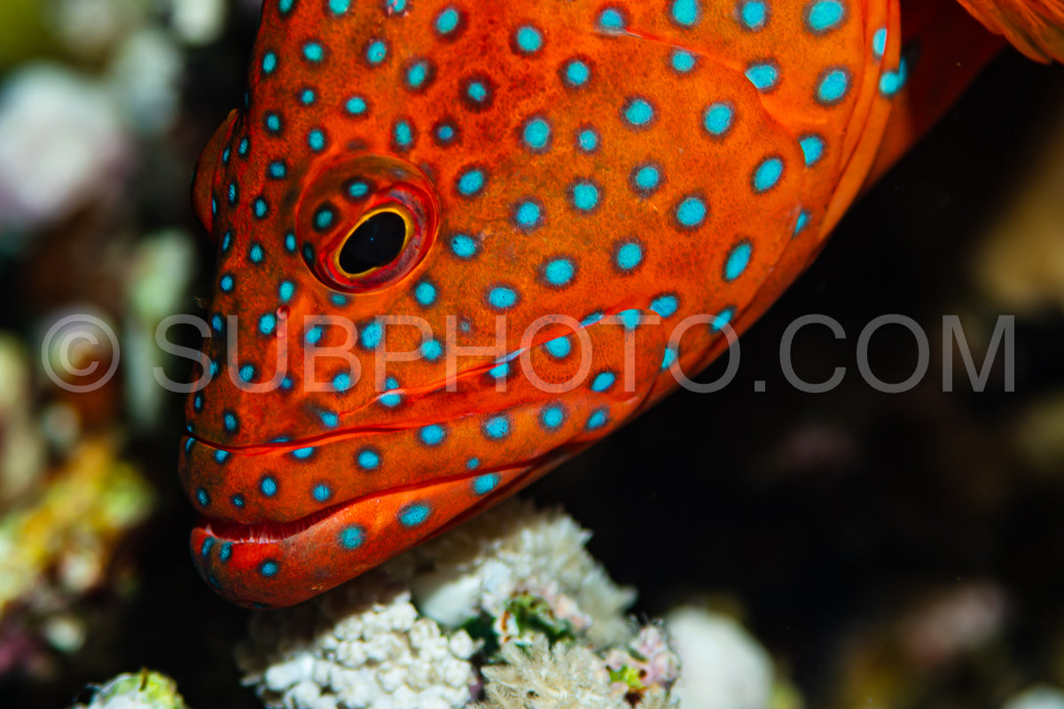 head closeup of coral grouper