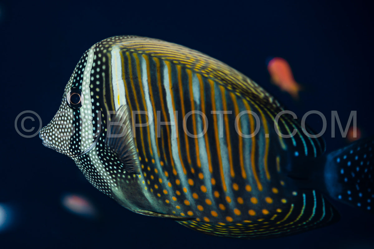 Photo de poisson chirurgien desjardin's sailfin tang