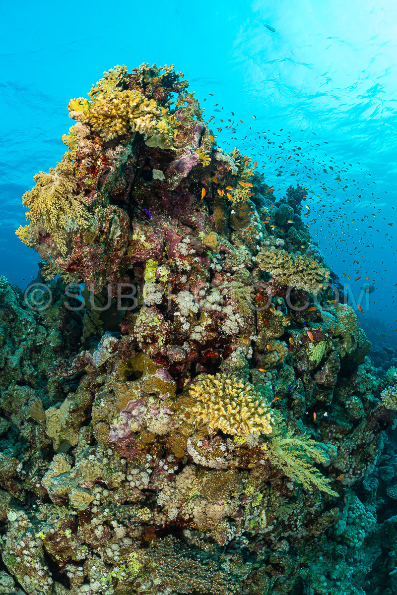 typical red sea coral structure with anthias fish