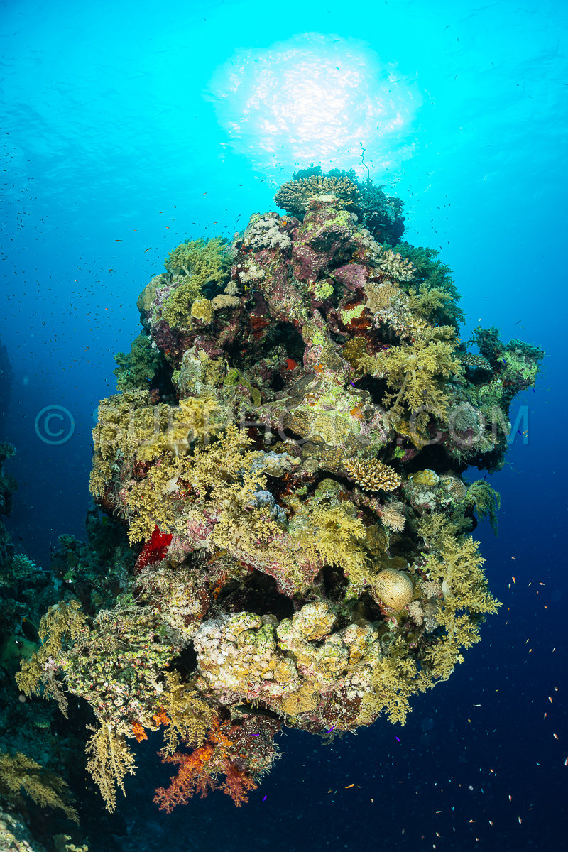 typical red sea coral structure with anthias fish