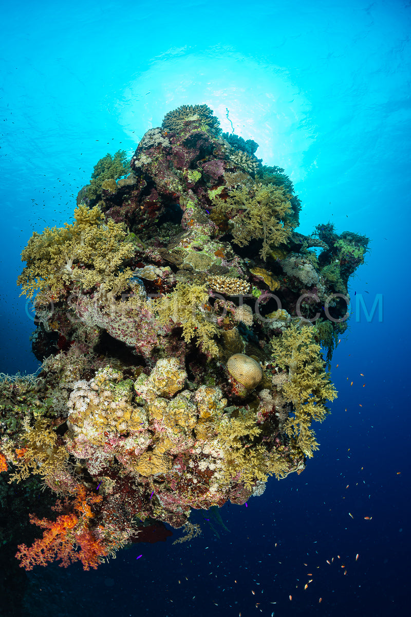 Photo de structure corallienne typique de la mer rouge avec poisson anthias