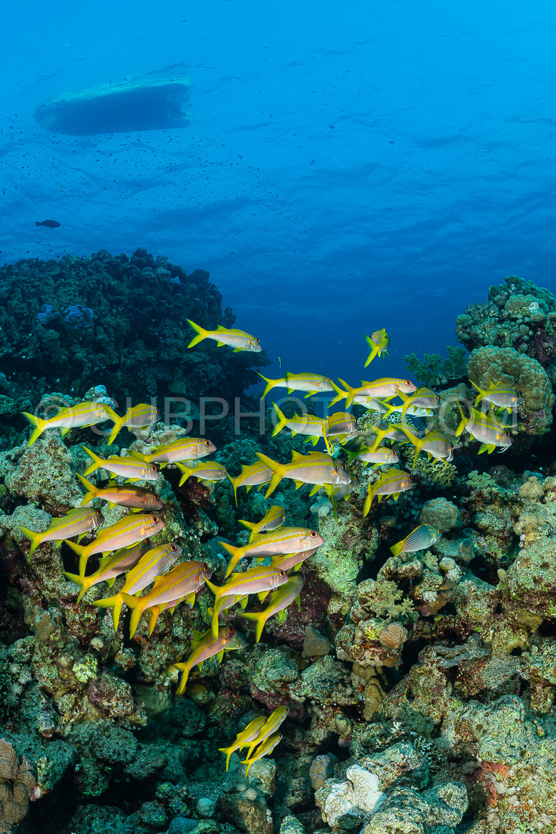 Photo de banc de poissons à nageoires jaunes