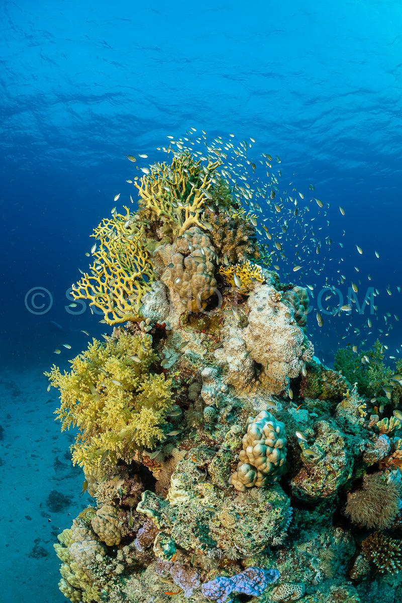 Photo de structure corallienne typique de la mer rouge avec poisson anthias