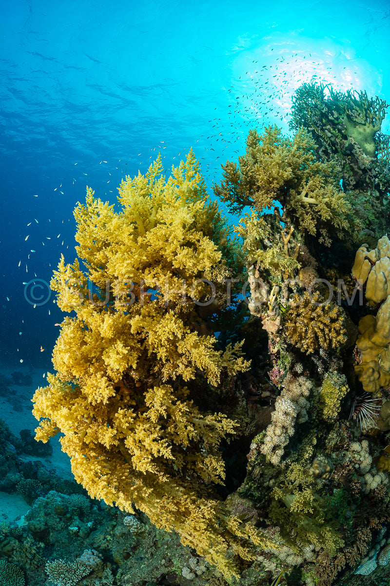 typical red sea coral structure with anthias fish