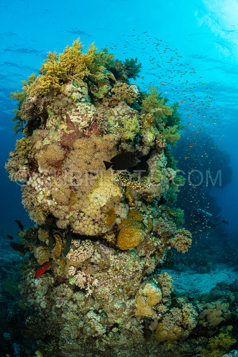 typical red sea coral structure with anthias fish
