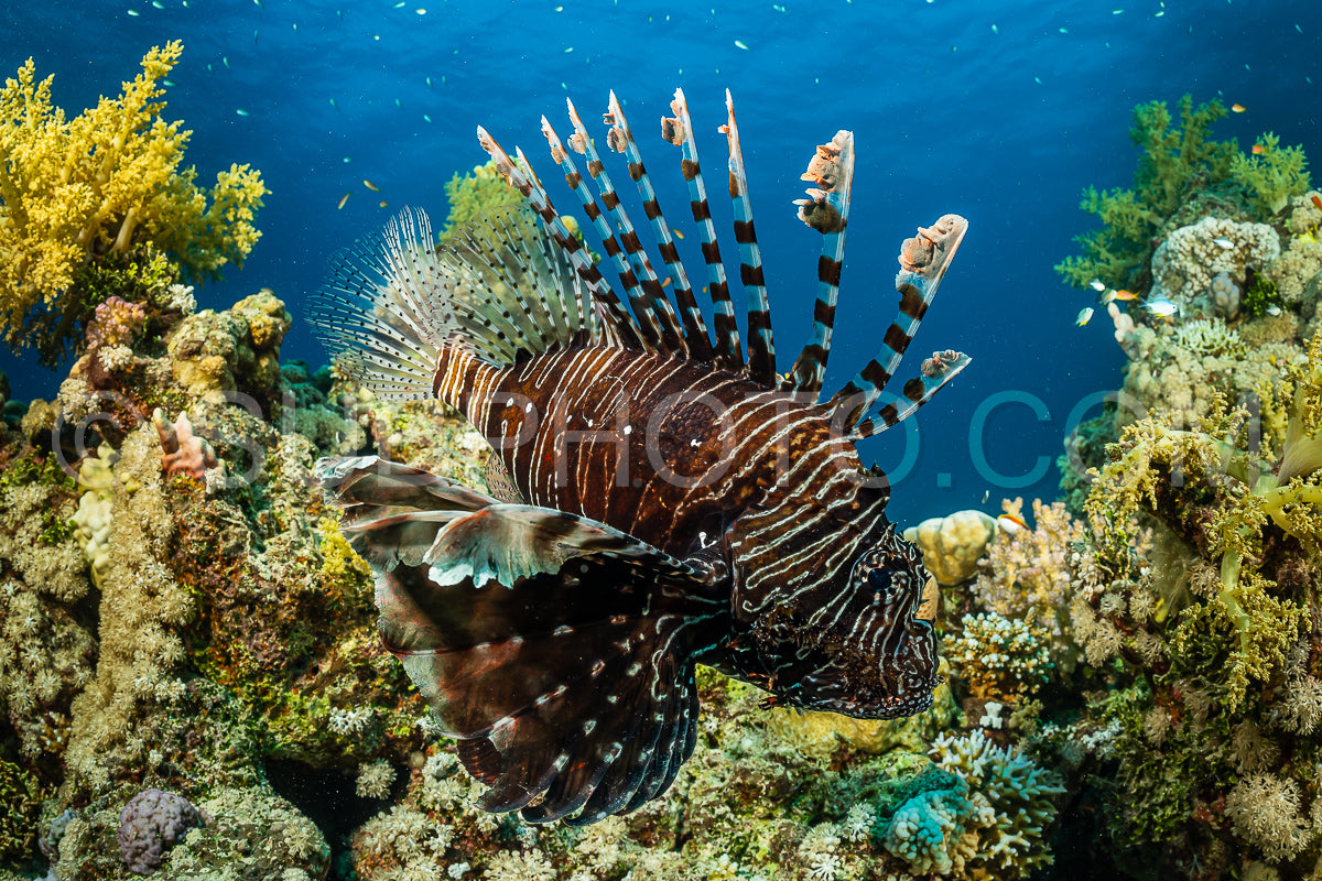 Photo de poisson-lion à bande brune et rouge
