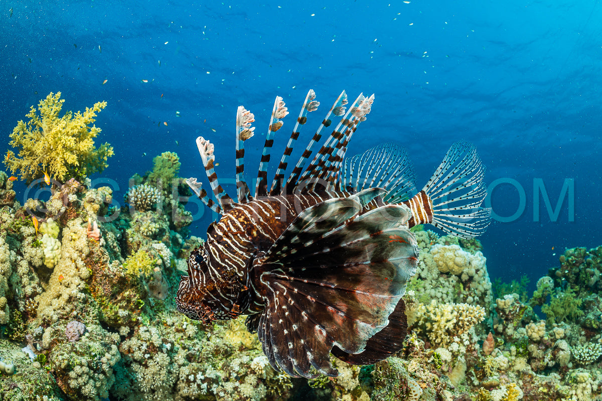 brown band red lionfish fish