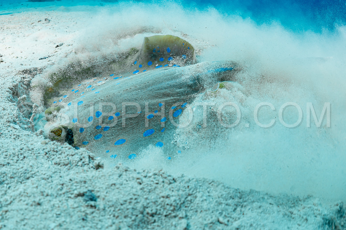 blue-spotted ribbontail ray hiding in sand
