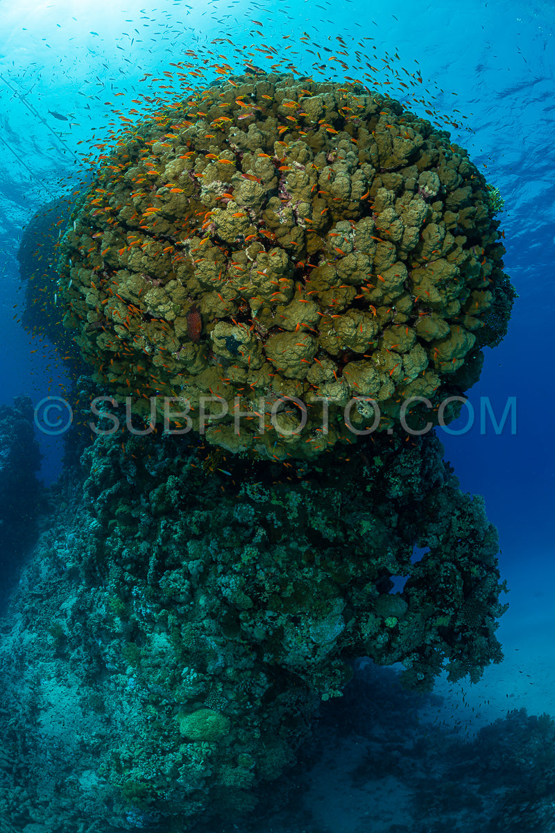 Photo de structure corallienne typique de la mer rouge avec poisson anthias