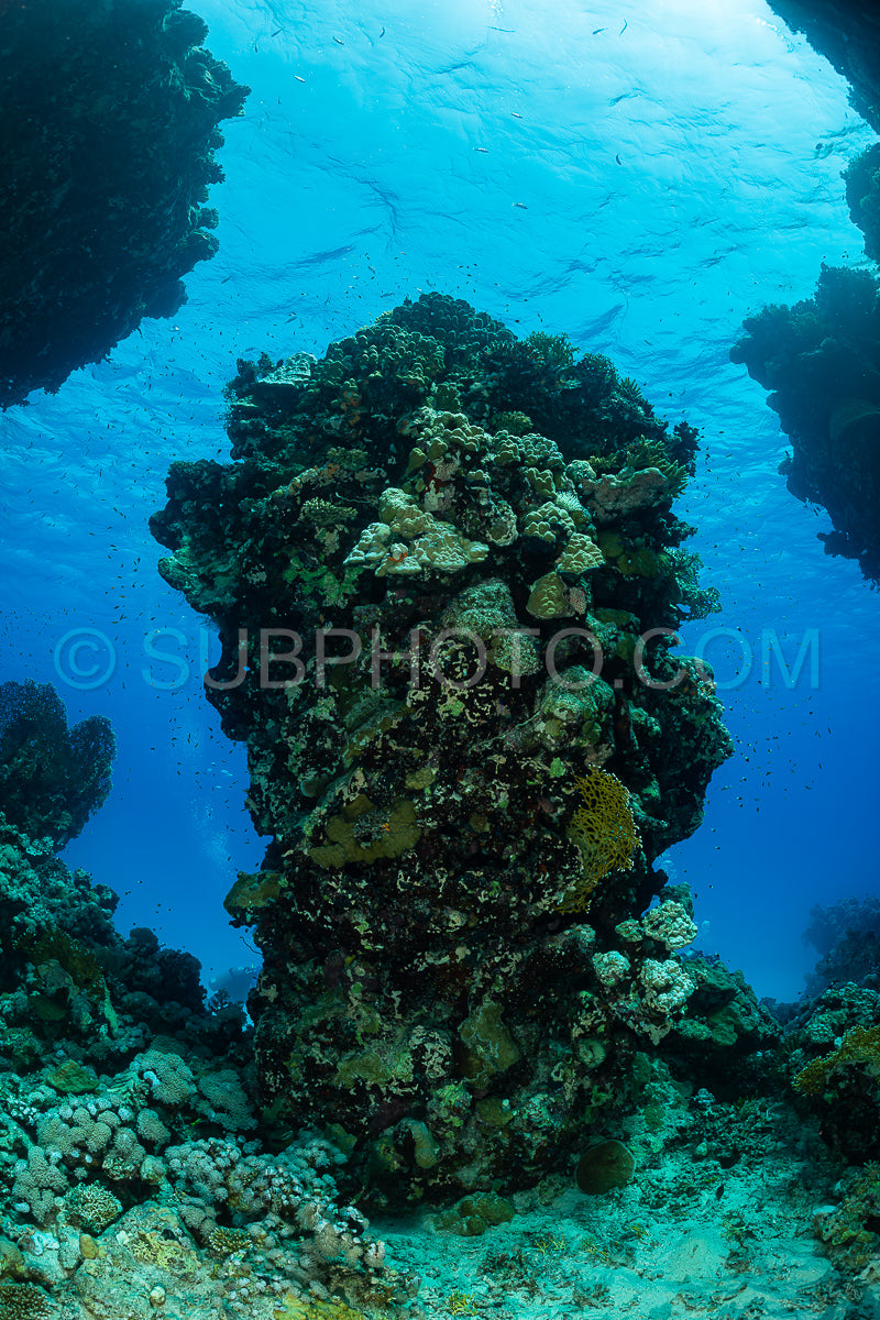 typical red sea coral structure with anthias fish