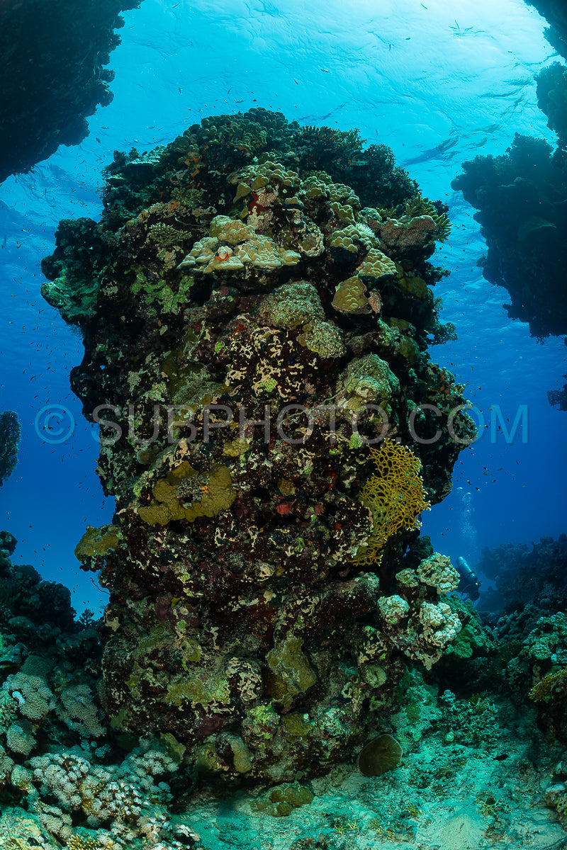 typical red sea coral structure with anthias fish
