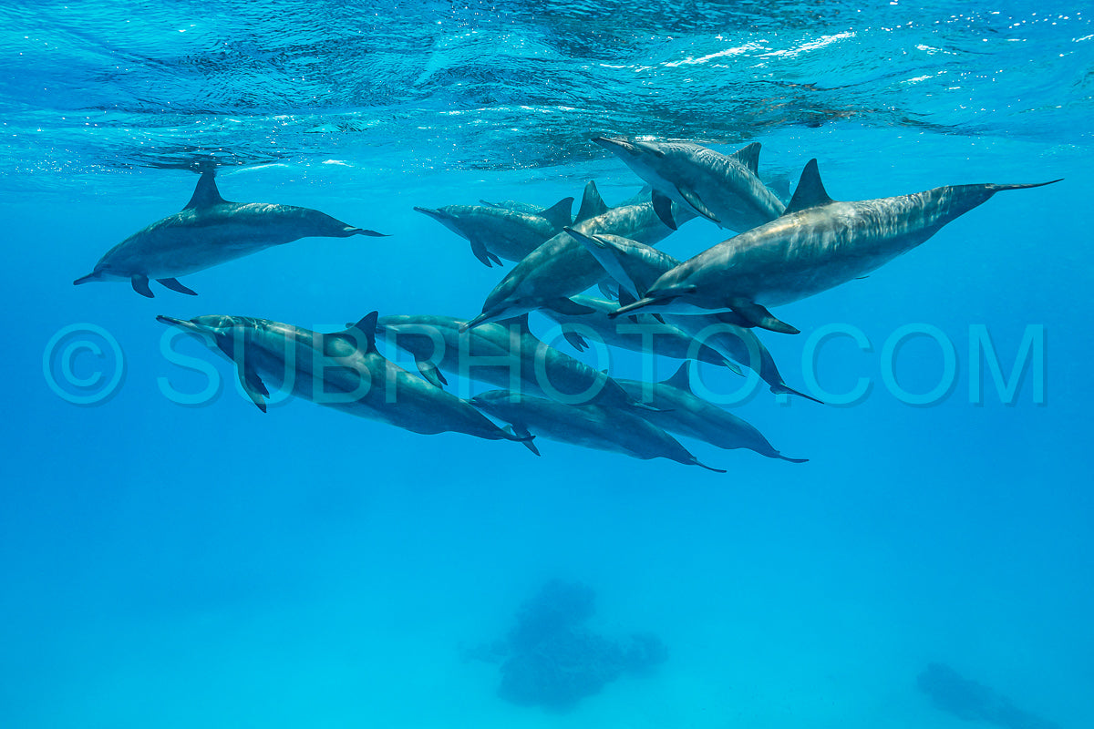 pod of Spinner dolphins (Stenella longirorstris) swimming over sand in Sataya reef- Egypt- Red Sea
