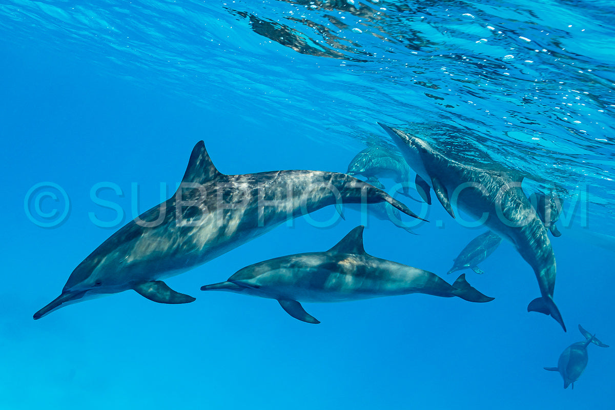 pod of Spinner dolphins (Stenella longirorstris) swimming over sand in Sataya reef- Egypt- Red Sea
