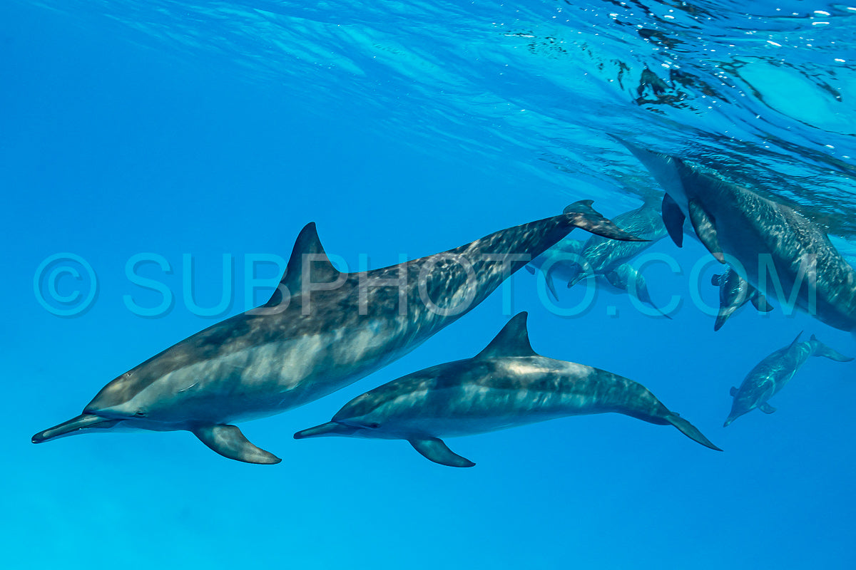 pod of Spinner dolphins (Stenella longirorstris) swimming over sand in Sataya reef- Egypt- Red Sea
