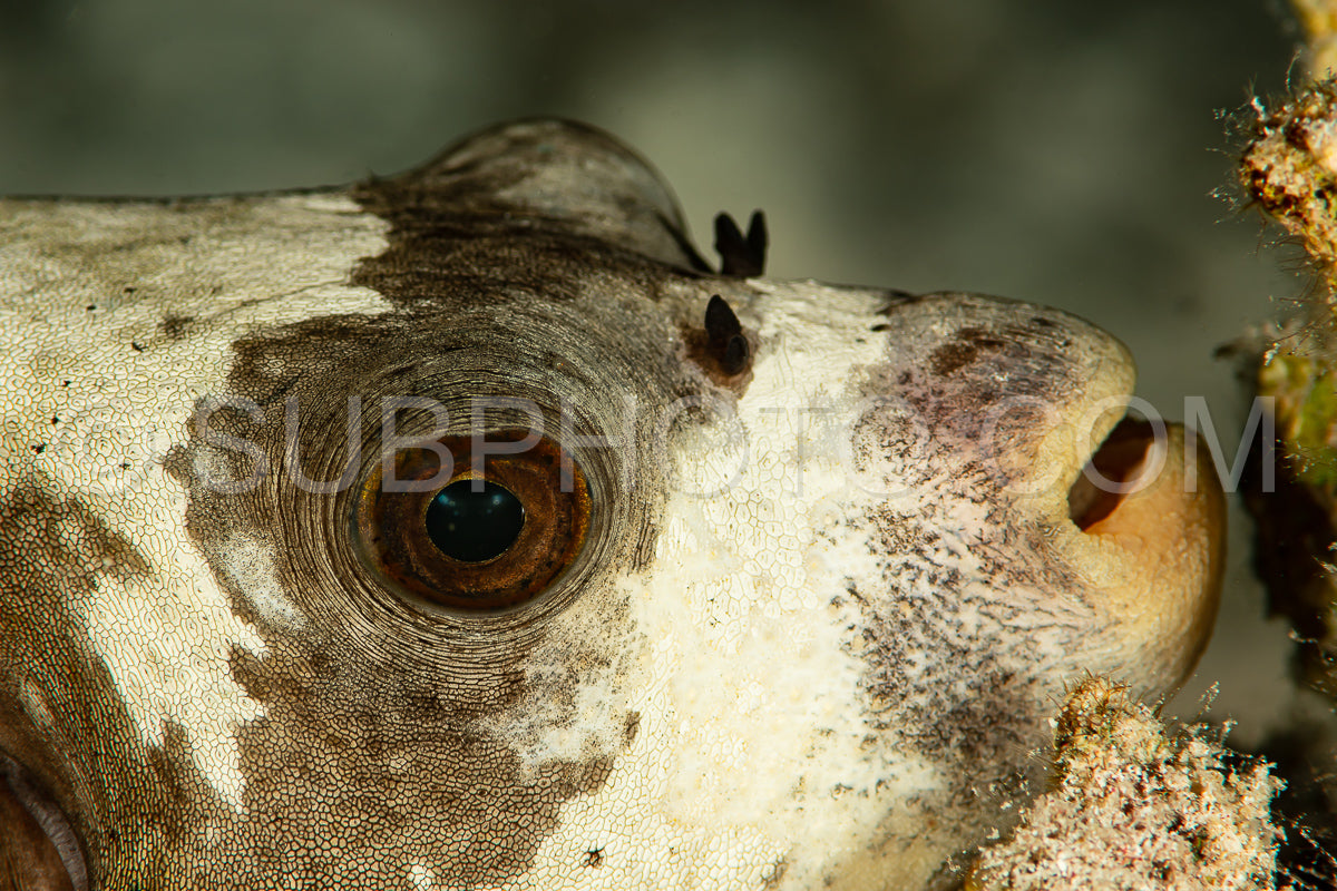 head closeup of blackspotted puffer fish