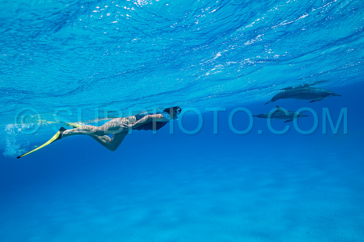 woman swimming with a pod of Spinner dolphins (Stenella longirorstris) over sand in Sataya reef- Egypt- Red Sea
