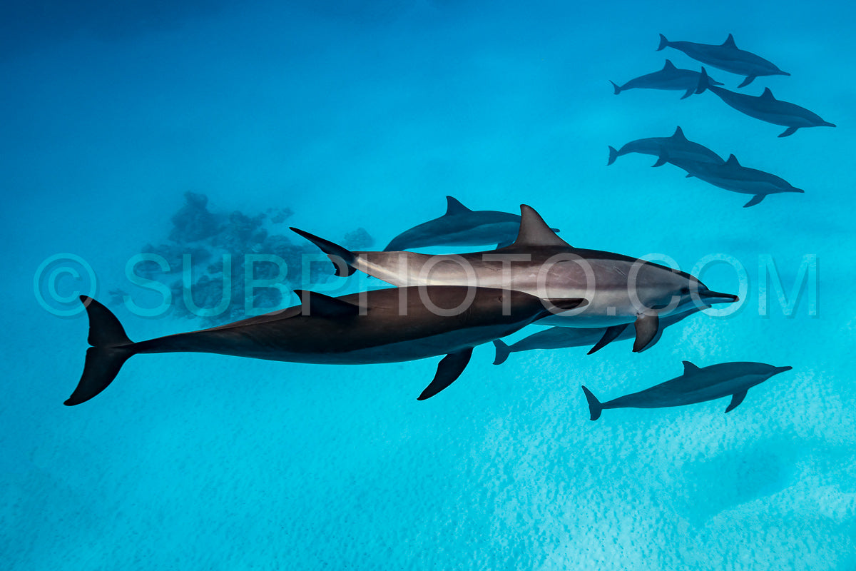 Photo de Groupe de dauphins à long bec (Stenella longirorstris) nageant sur le sable dans le récif de Sataya - Égypte - mer Rouge