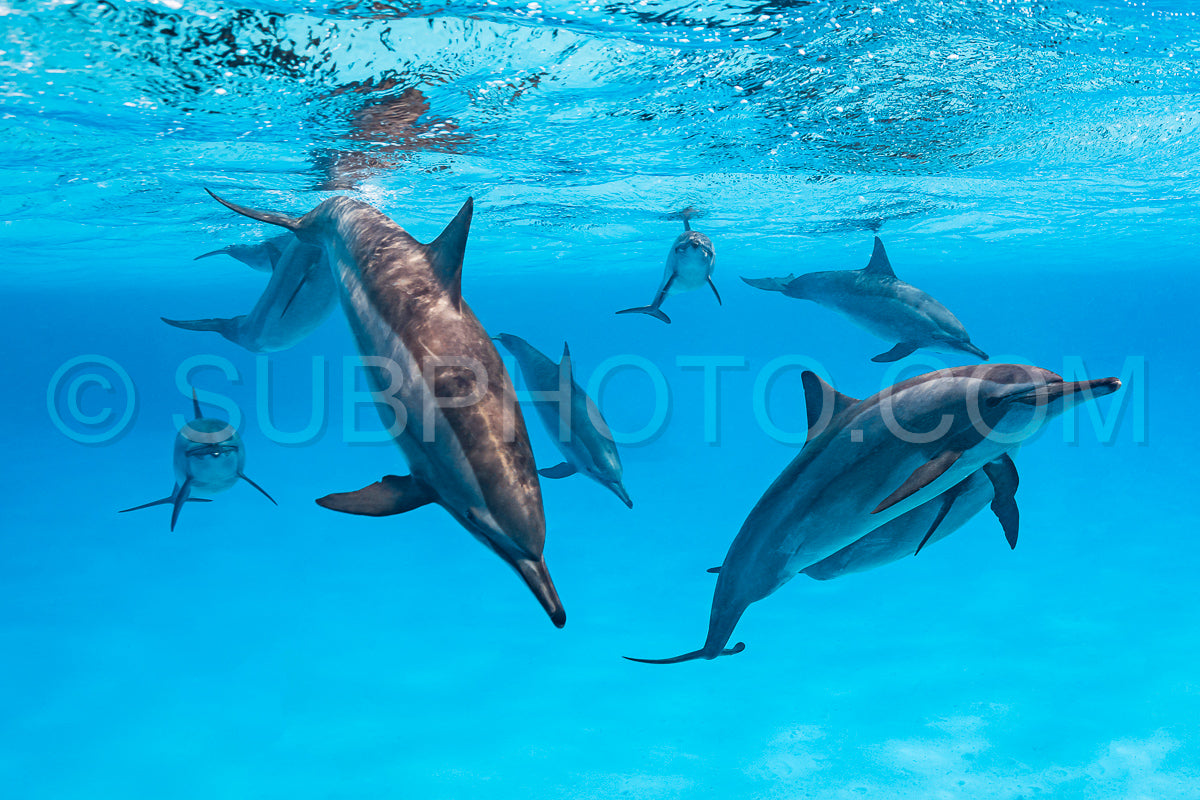 pod of Spinner dolphins (Stenella longirorstris) swimming over sand in Sataya reef- Egypt- Red Sea