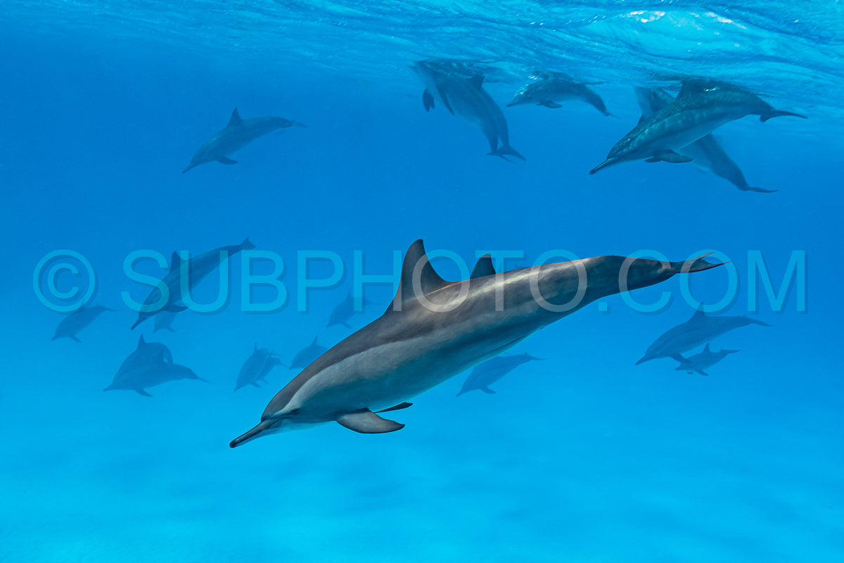 pod of Spinner dolphins (Stenella longirorstris) swimming over sand in Sataya reef- Egypt- Red Sea
