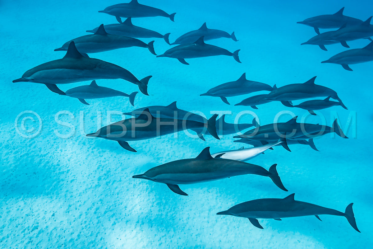 pod of Spinner dolphins (Stenella longirorstris) swimming over sand in Sataya reef- Egypt- Red Sea
