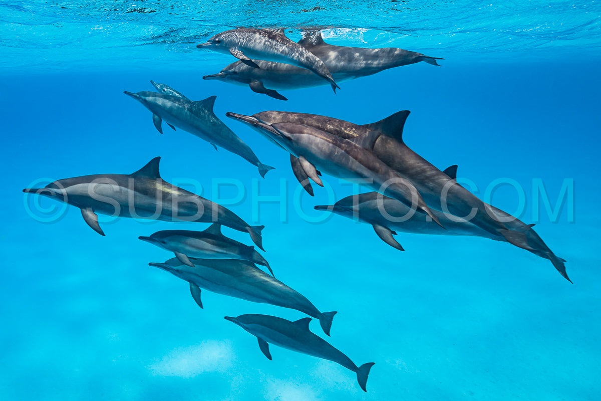 pod of Spinner dolphins (Stenella longirorstris) swimming over sand in Sataya reef- Egypt- Red Sea