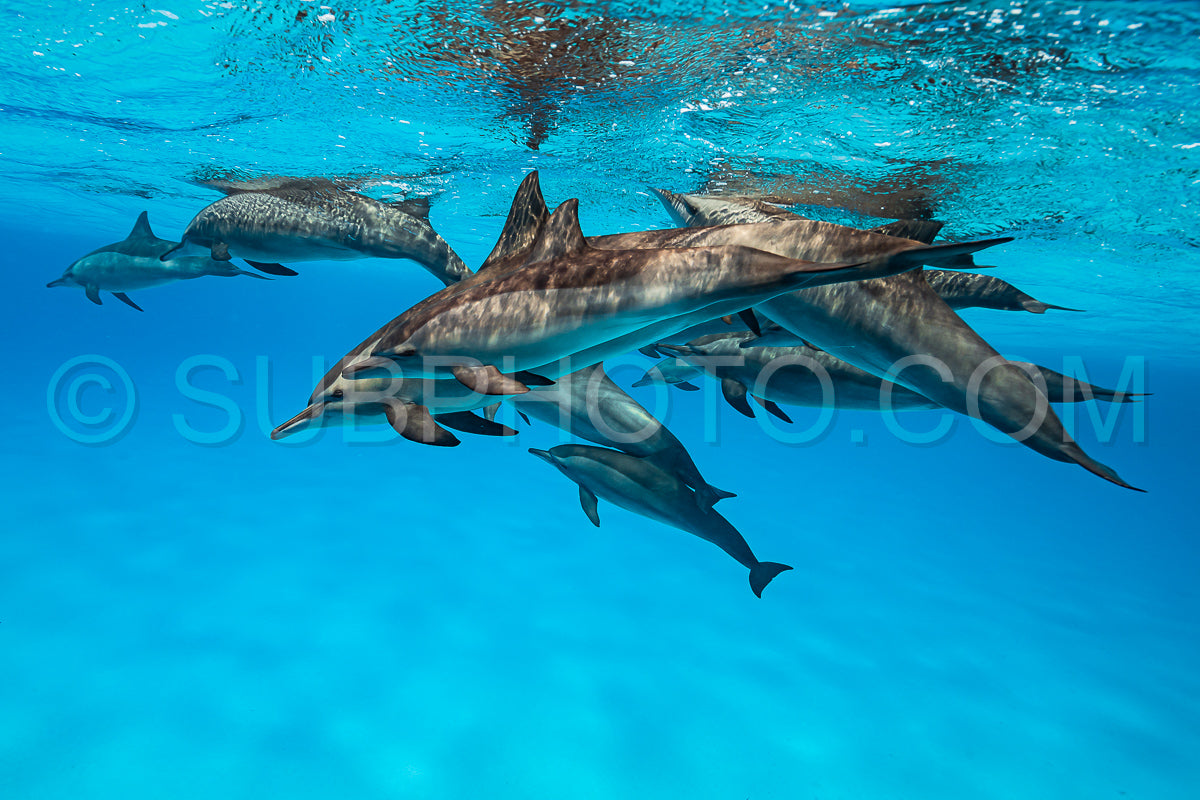 pod of Spinner dolphins (Stenella longirorstris) swimming over sand in Sataya reef- Egypt- Red Sea
