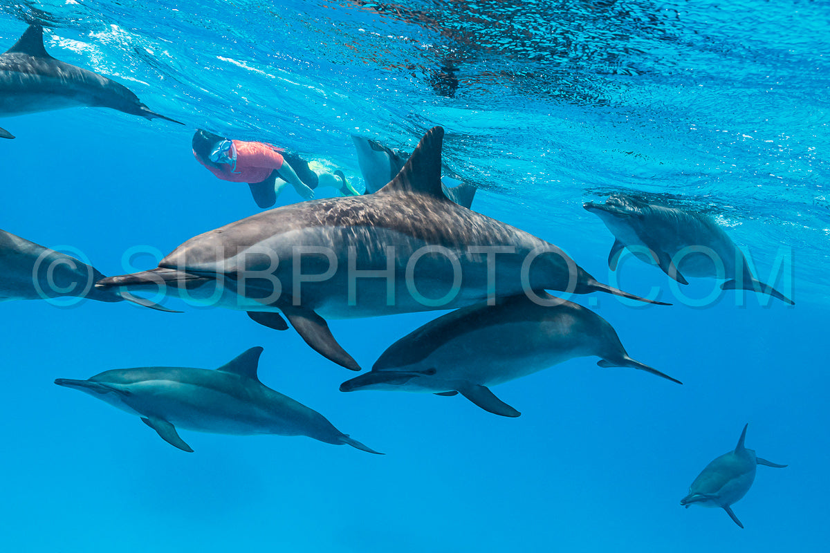 woman swimming with a pod of Spinner dolphins (Stenella longirorstris) over sand in Sataya reef- Egypt- Red Sea
