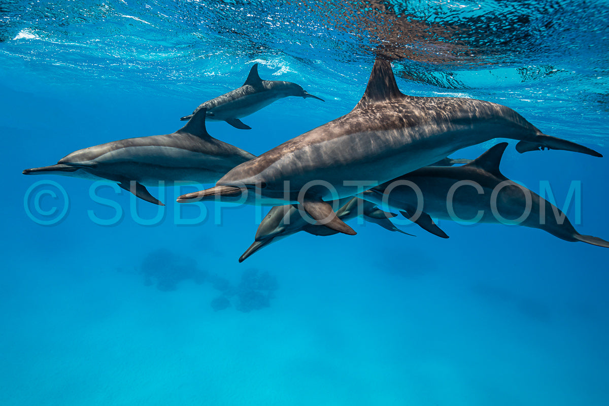pod of Spinner dolphins (Stenella longirorstris) swimming over sand in Sataya reef- Egypt- Red Sea