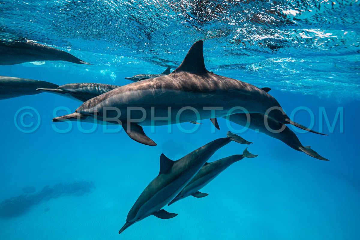 pod of Spinner dolphins (Stenella longirorstris) swimming over sand in Sataya reef- Egypt- Red Sea
