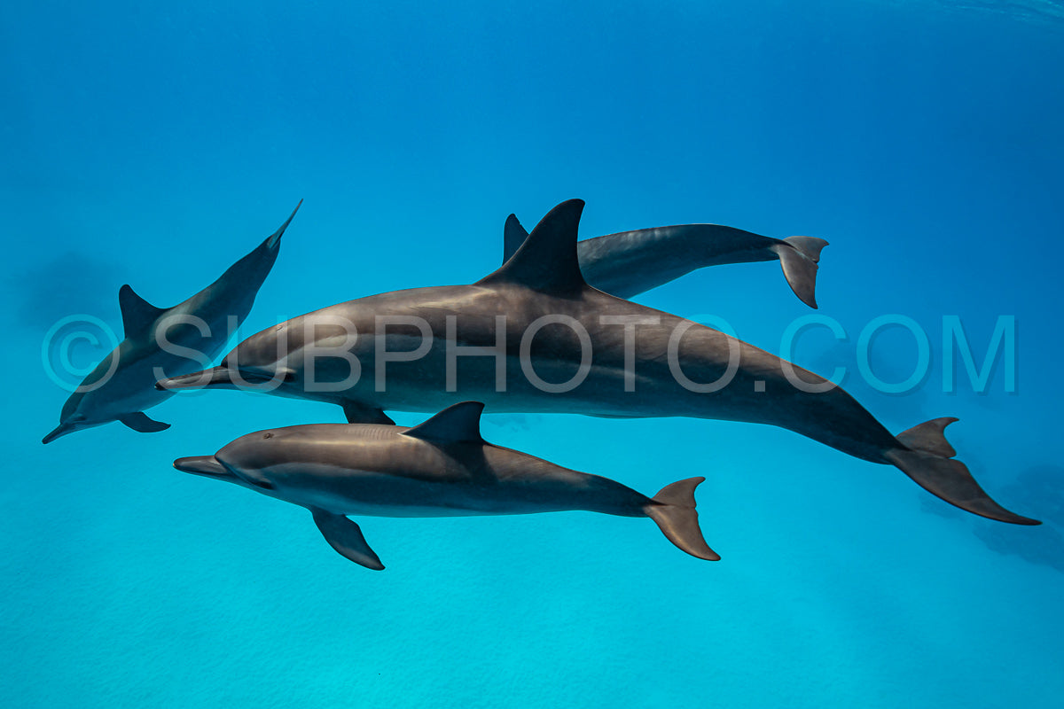 pod of Spinner dolphins (Stenella longirorstris) swimming over sand in Sataya reef- Egypt- Red Sea