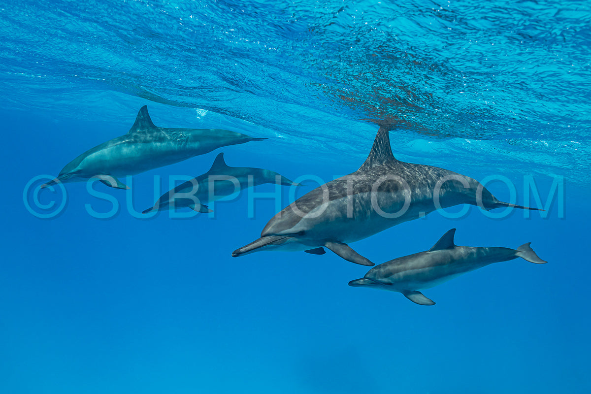 mothers and babies Spinner dolphins (Stenella longirorstris) swimming over sand in Sataya reef- Egypt- Red Sea