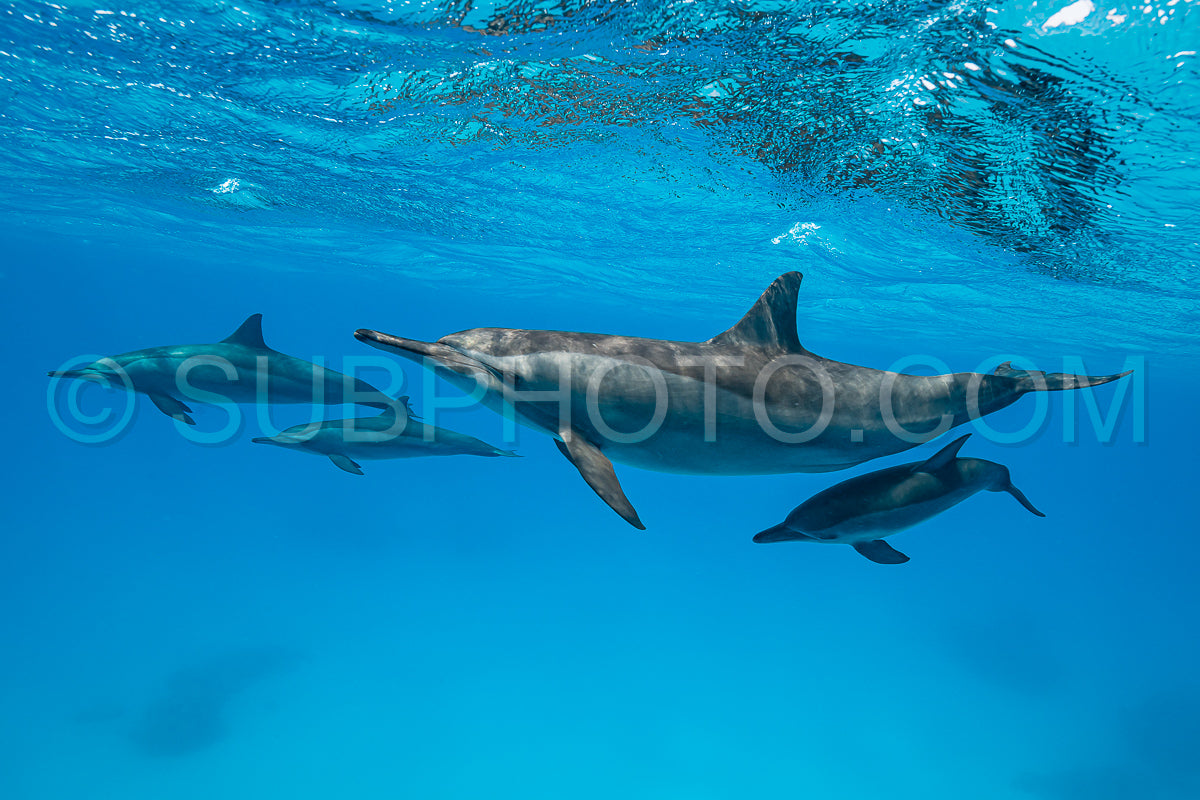 mothers and babies Spinner dolphins (Stenella longirorstris) swimming over sand in Sataya reef- Egypt- Red Sea