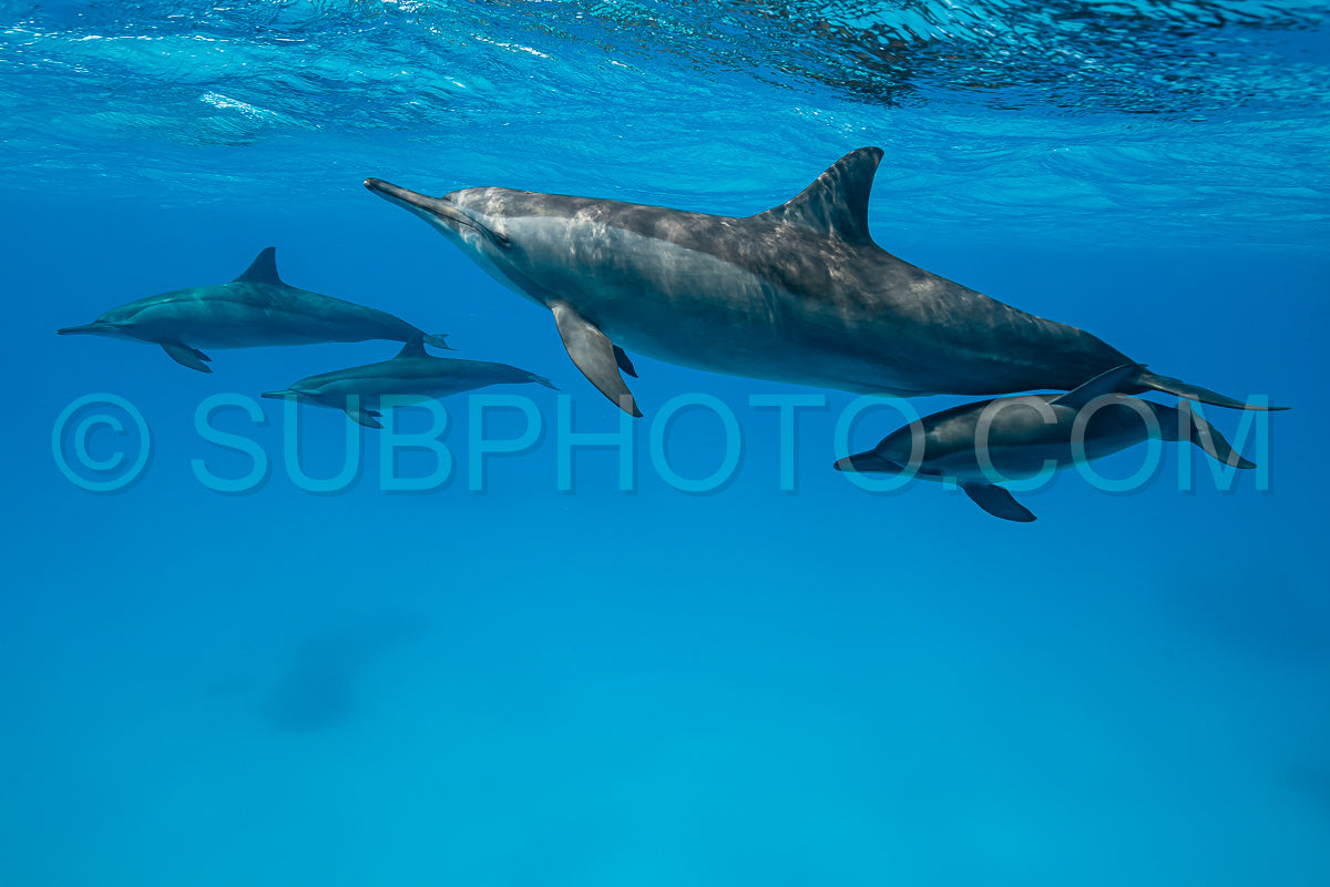 Photo de mères et bébés dauphins à long bec (Stenella longirorstris) nageant sur le sable dans le récif de Sataya - Egypte - Mer Rouge