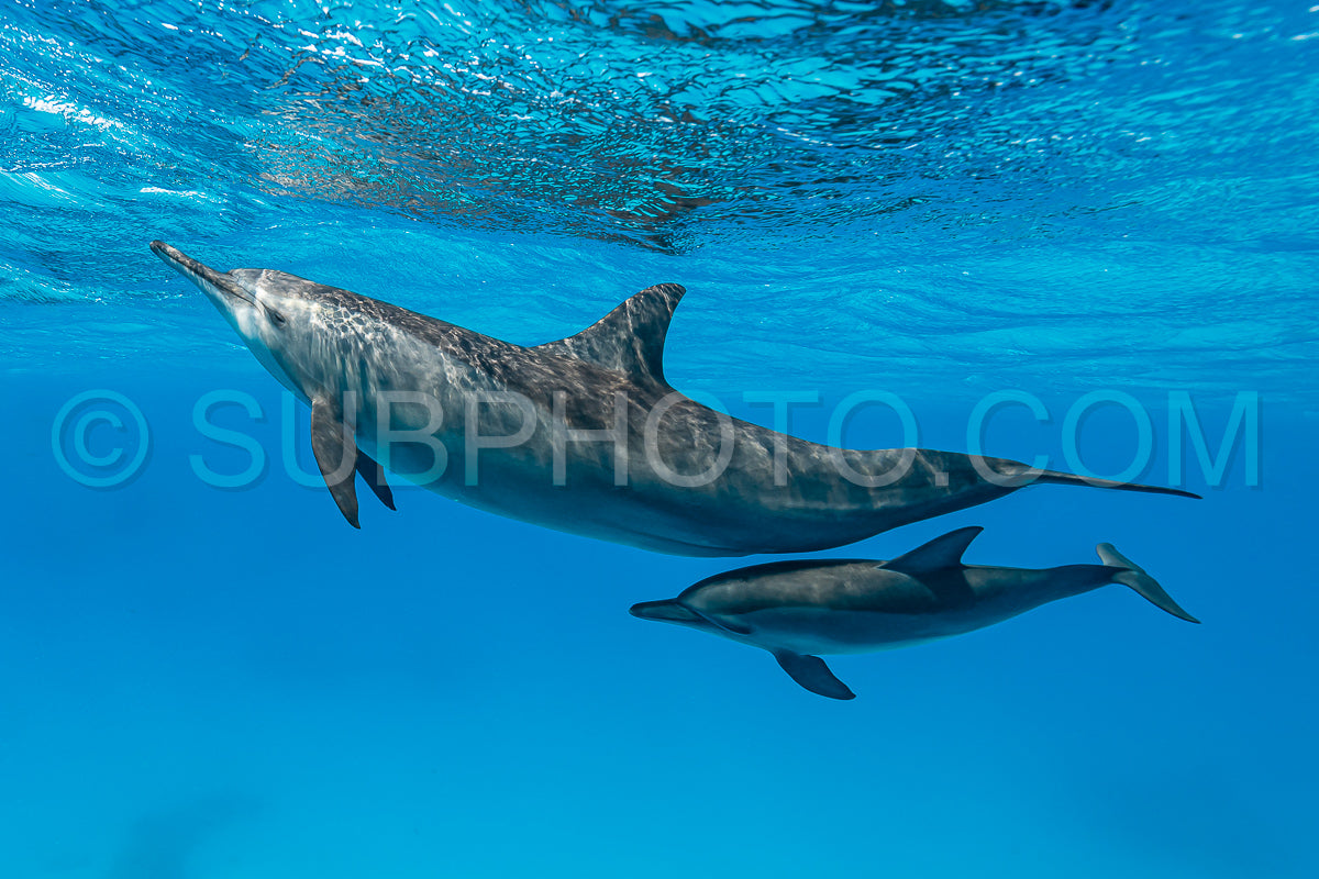 Photo de Mère et bébé dauphins à long bec (Stenella longirorstris) nageant sur le sable dans le récif de Sataya - Égypte - Mer Rouge