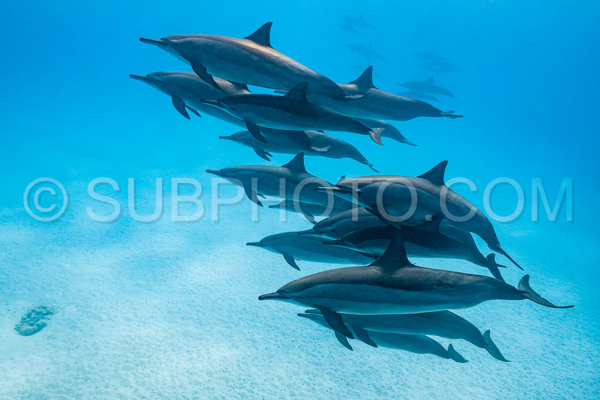 Photo de Groupe de dauphins à long bec (Stenella longirorstris) nageant sur le sable dans le récif de Sataya - Égypte - mer Rouge