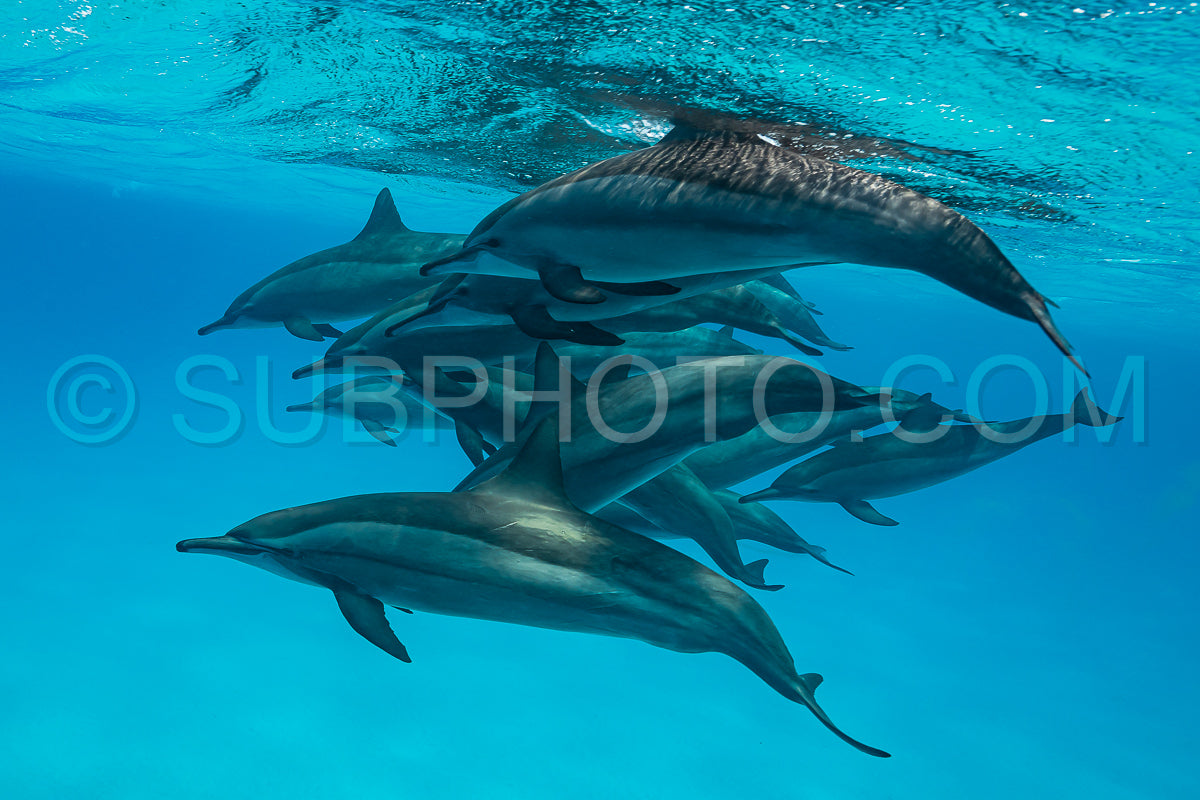 pod of Spinner dolphins (Stenella longirorstris) swimming over sand in Sataya reef- Egypt- Red Sea