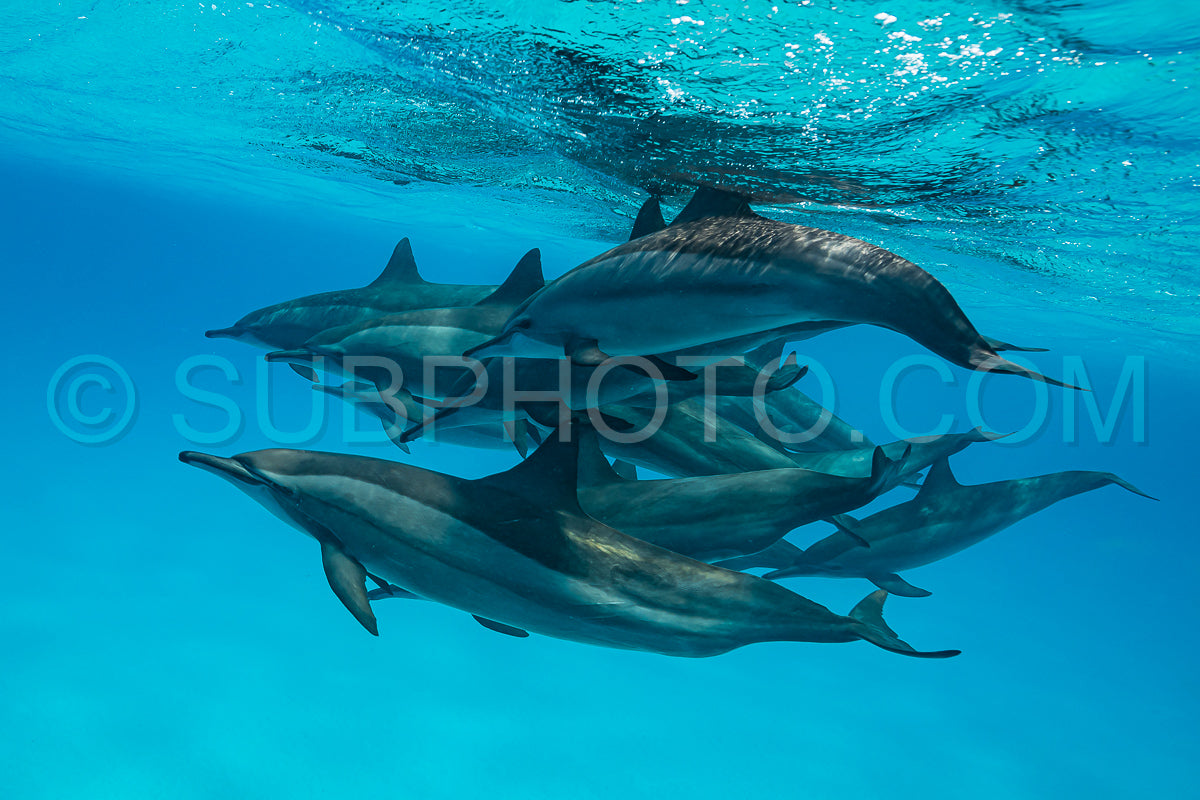 pod of Spinner dolphins (Stenella longirorstris) swimming over sand in Sataya reef- Egypt- Red Sea