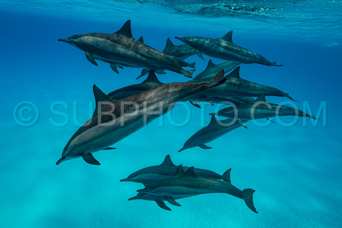 pod of Spinner dolphins (Stenella longirorstris) swimming over sand in Sataya reef- Egypt- Red Sea