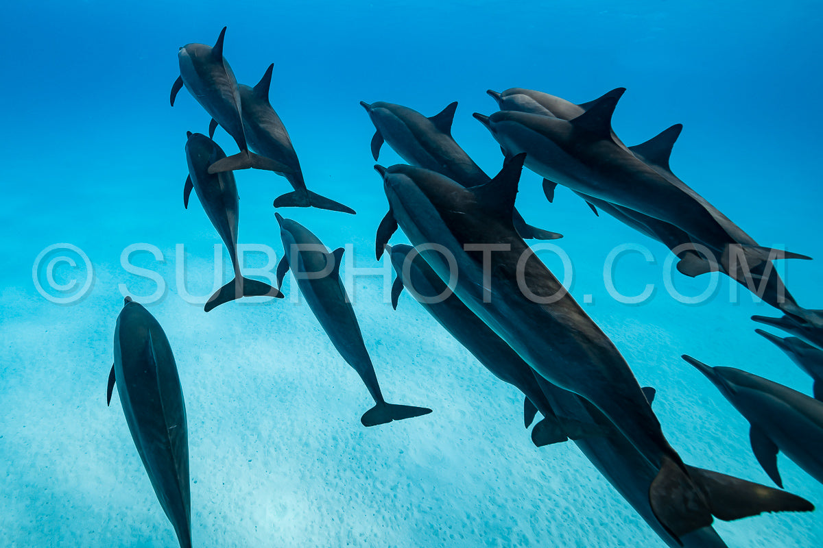 pod of Spinner dolphins (Stenella longirorstris) swimming over sand in Sataya reef- Egypt- Red Sea